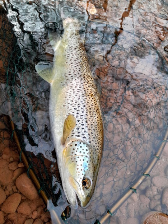 Usk March brown feeder - Seth Johnson-Marshall